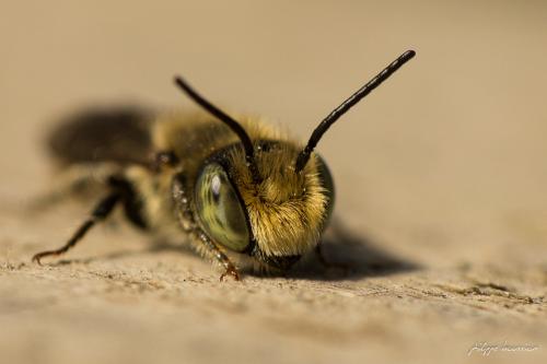 Megachile sp.