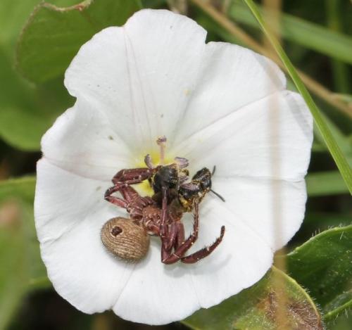 Xysticus sp.
