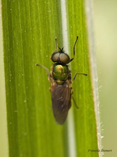 Réf. 142 122 : Chloromyia formosa