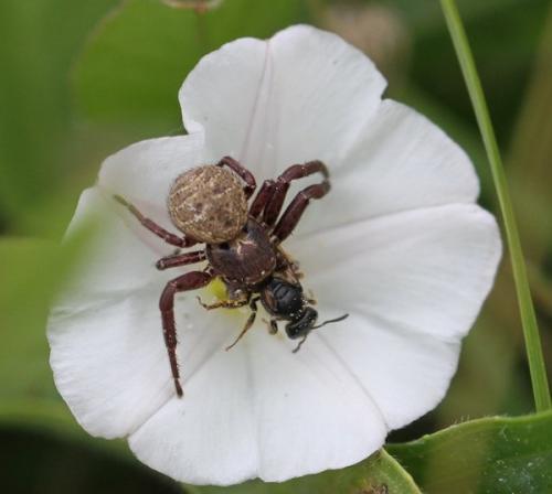 Xysticus sp.