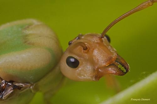 Oecophylla smaragdina