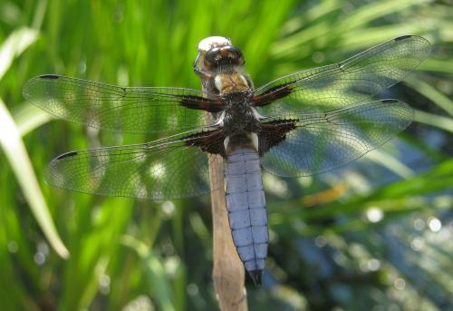 Réf. 142 110 : Libellula depressa