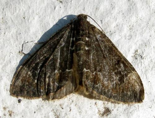 Réf. 142 476 : Dysstroma truncata