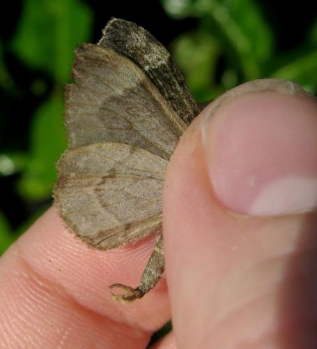 Dysstroma truncata