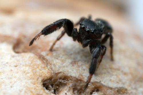 Réf. 142 072 : Sibianor aurocinctus