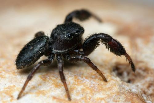 Réf. 142 062 : Sibianor aurocinctus