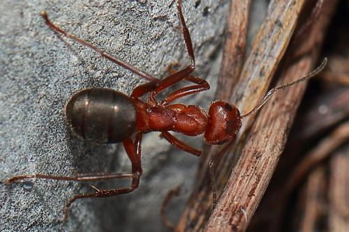 Formica truncorum