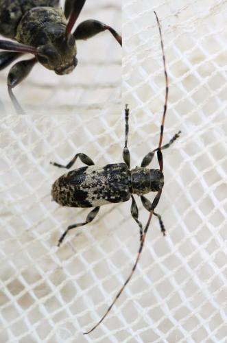 Réf. 142 055 : Leiopus sp.