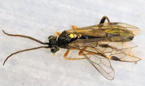 Réf. 142 337 : Tenthredopsis sp.