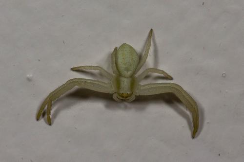 Misumena vatia