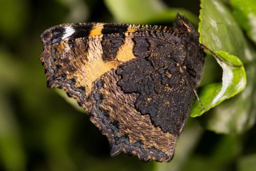 Aglais urticae