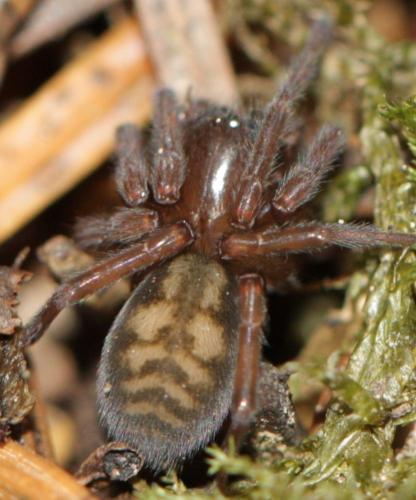 Réf. 142 351 : Callobius claustrarius