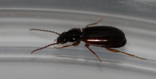 Réf. 142 631 : Trechus sp.