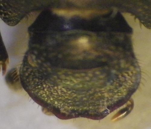 Onthophagus sp.