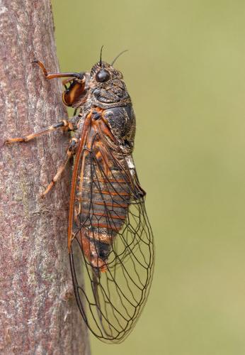 Réf. 142 524 : Cicadetta sp.