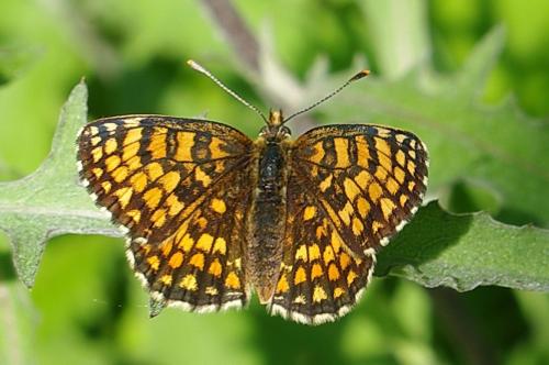 Réf. 142 970 : Melitaea sp.