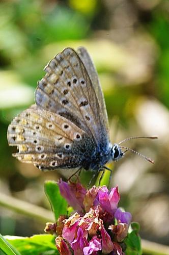 Réf. 142 972 : Polyommatus icarus