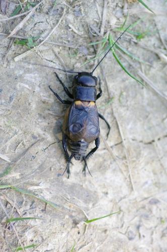 Gryllus campestris