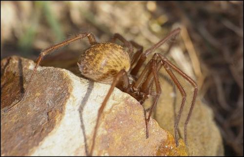 Eratigena atrica