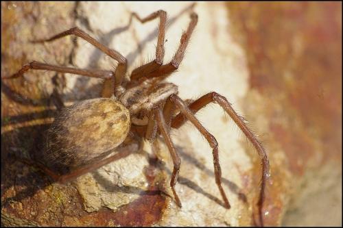 Eratigena atrica