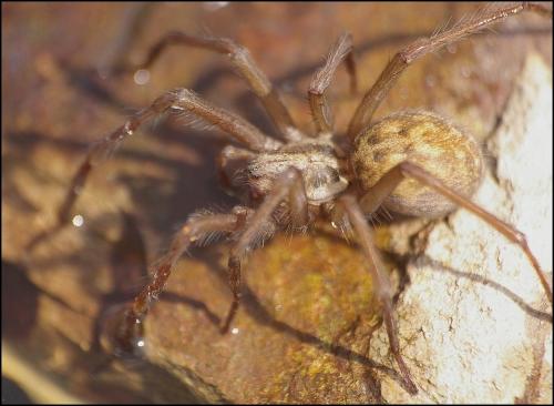 Eratigena atrica