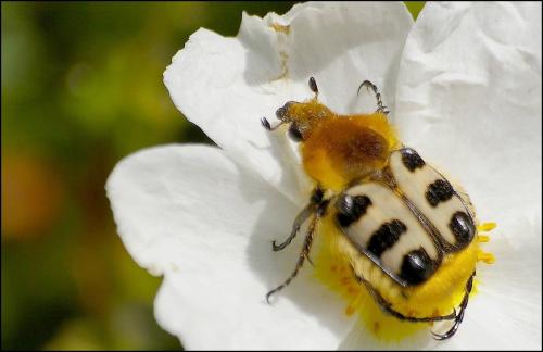 Trichius fasciatus
