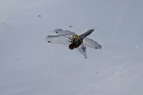 Leucorrhinia dubia