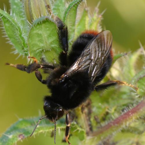 Bombus sp.