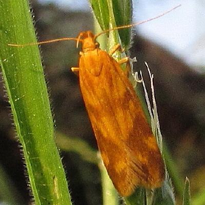 Mirificarma sp.