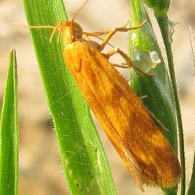 Mirificarma sp.