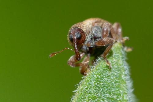 Réf. 142 724 : Lignyodes enucleator