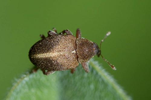 Réf. 142 725 : Lignyodes enucleator