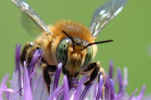 Lithurgus chrysurus