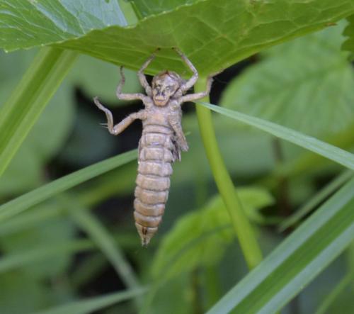Cordulegaster sp.