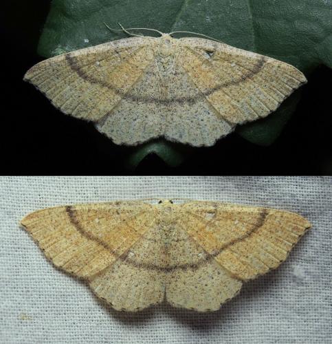 Réf. 142 346 : Cyclophora ruficiliaria