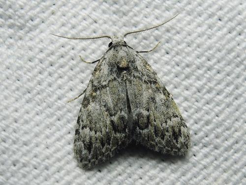 Meganola strigula