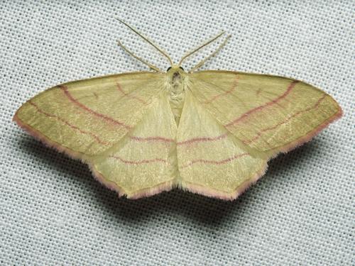 Réf. 142 832 : Rhodostrophia vibicaria