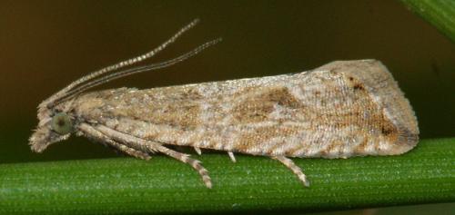 Réf. 142 560 : Bactra sp.