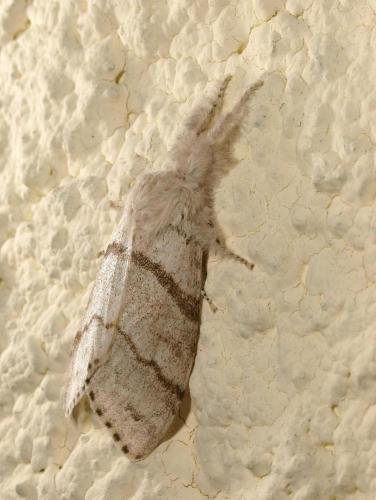 Réf. 142 059 : Calliteara pudibunda