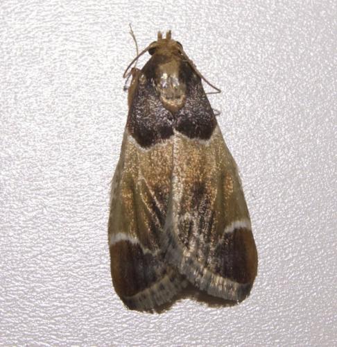 Pyralis farinalis