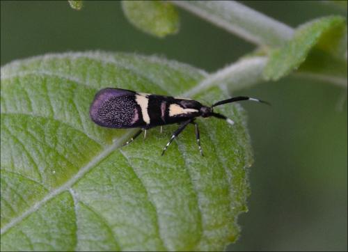 Dasycera oliviella