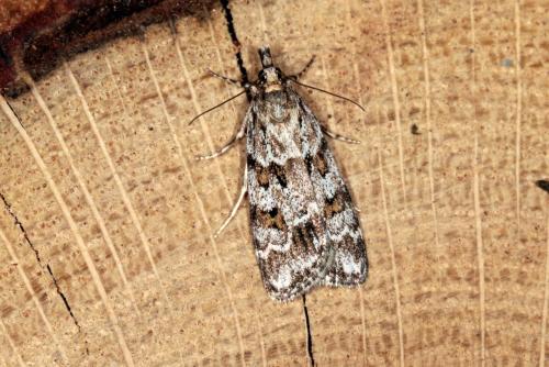 Réf. 142 526 : Scoparia pyralella