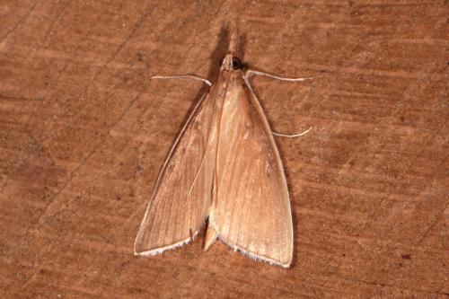 Sclerocona acutella