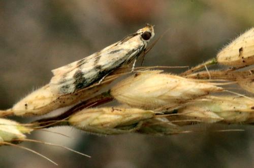 Homoeosoma sinuella