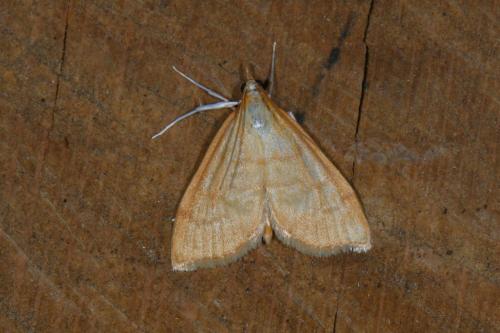 Anania crocealis