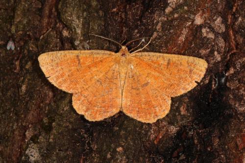 Réf. 142 537 : Angerona prunaria