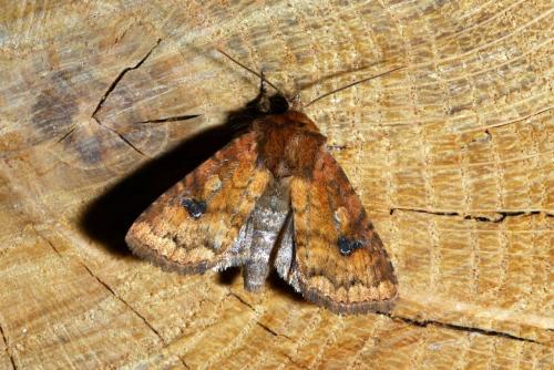 Réf. 142 658 : Atypha pulmonaris