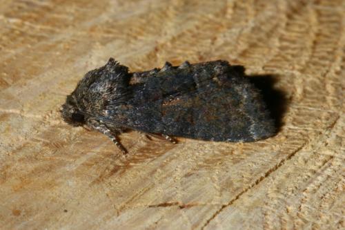 Réf. 142 594 : Oligia sp.
