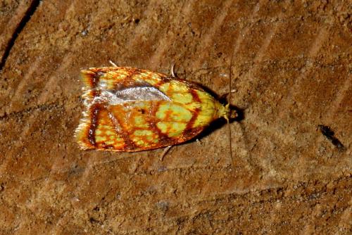 Acleris bergmanniana