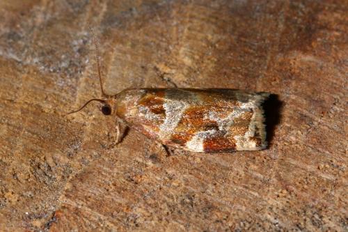 Réf. 142 868 : Archips xylosteana